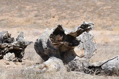 DSC_2288 (Large).JPG